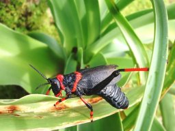 Grasshopper capable of chemical warfare